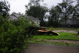 snapped-tree