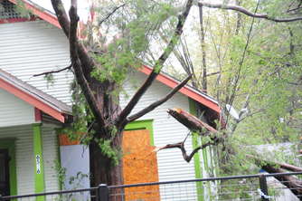 studewood-snapped-tree