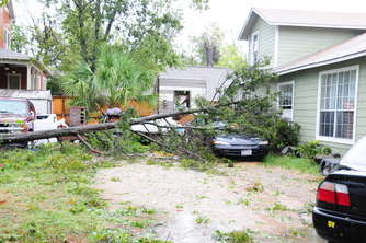 tree-didn't-dodge