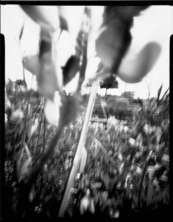 flowers-wind