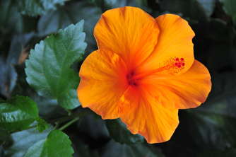 orange-hibiskus