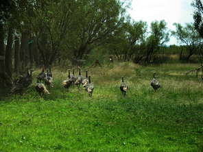 14-turkeys
