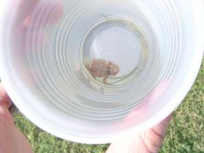baby-htoad-cup