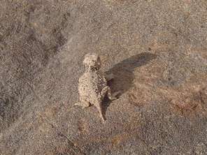 baby-htoad-rock