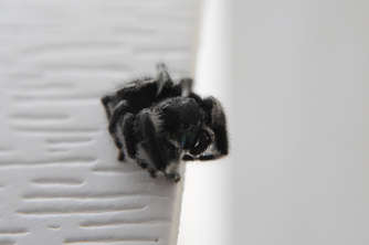 bandwspider-macro