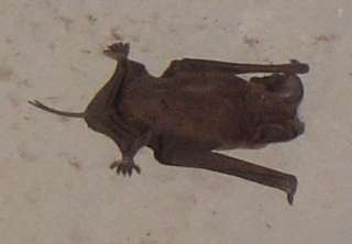 bat-1
