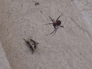 black-widow