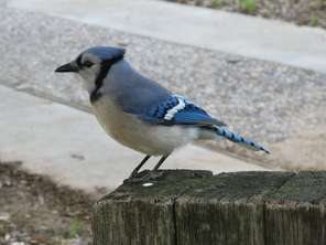 bluejay
