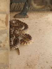 bull-snake