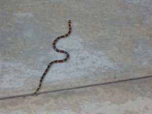 coral-snake1