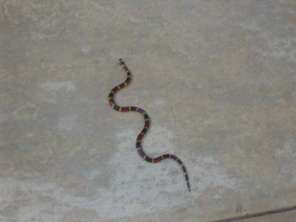coral-snake2