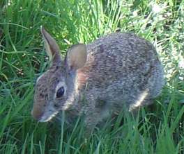 cottontail-1