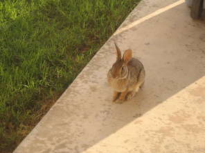 cottontail