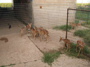 feisty-fawns