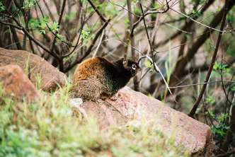 granite-squirrel