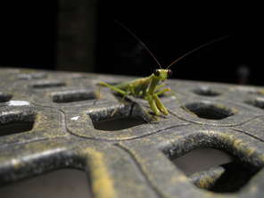 hallo-mantis