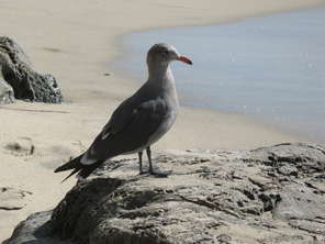 heermann's-gull