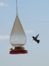 hummingbird-feeder