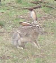 jackrabbit-1