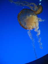 jellyfish-tank