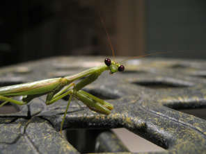 mantis