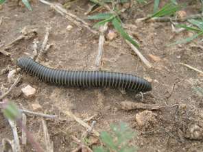 millipede