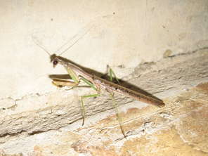 praying-mantis