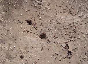 red-ants
