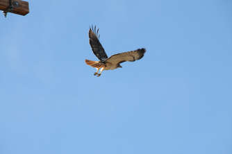 redtail-hawk1