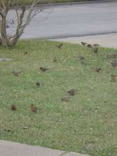 robin-flock