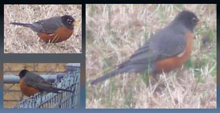robins