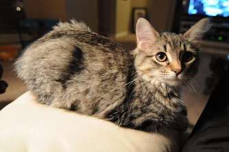 ryans-kitten