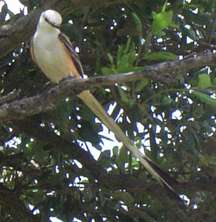 scissortail1
