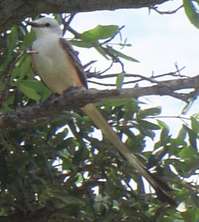 scissortail2