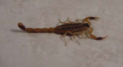 scorpion-2