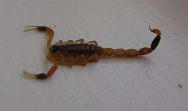 scorpion-3
