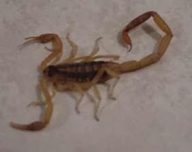scorpion