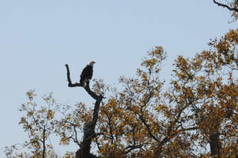 scruffy-bald-eagle