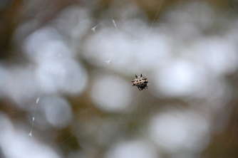 spiny-spider