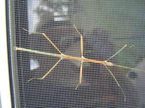 stick-bug