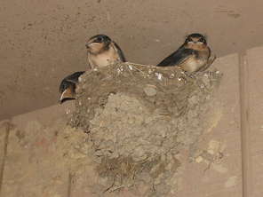 swallows-on-alert