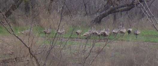 turkeys-1