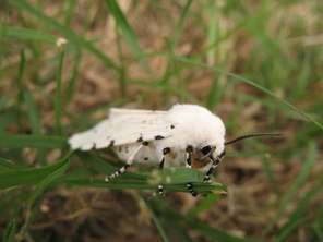 white-moth
