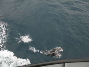 3dolphins
