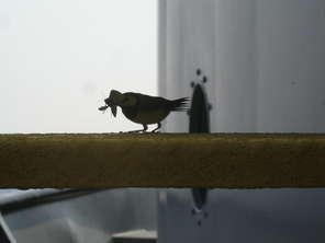 avian-snack