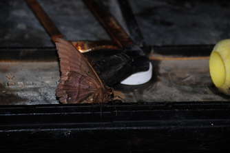 black-witch-moth-1