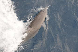 delphin01