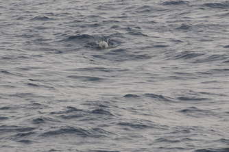 delphin02