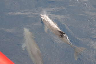 delphin03