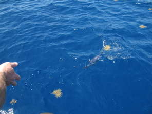 dragging-in-fish